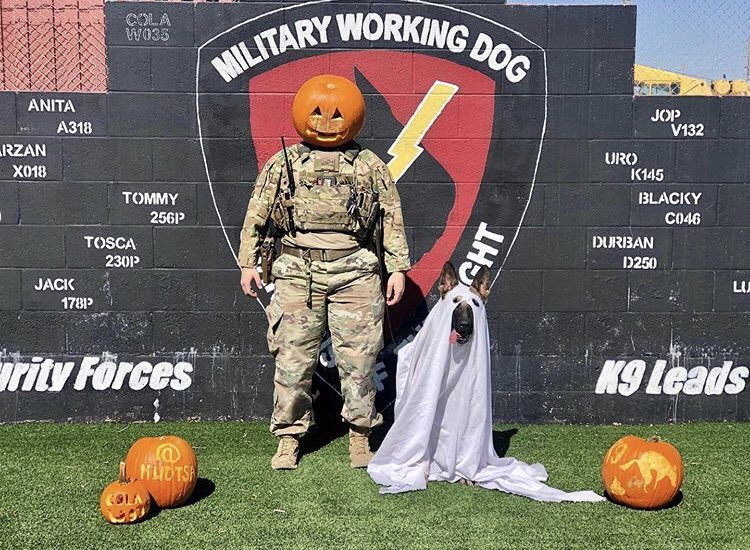 MilitaryWorkingDogs tweet media