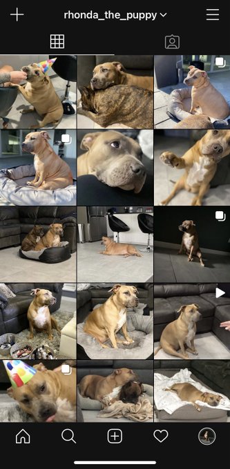 Fatty has her own Instagram page. Follow her 😬 https://t.co/XZo8wq0Zzi