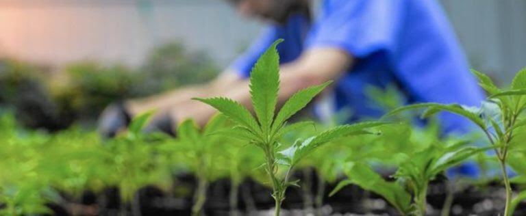 DrDerrell's tweet photo. Before we begin discussing ways to grow medical marijuana, we should first clarify what medical marijuana is. You can email me at Frideriktioceiger@gmail.com https://t.co/EMUp0W7rWu