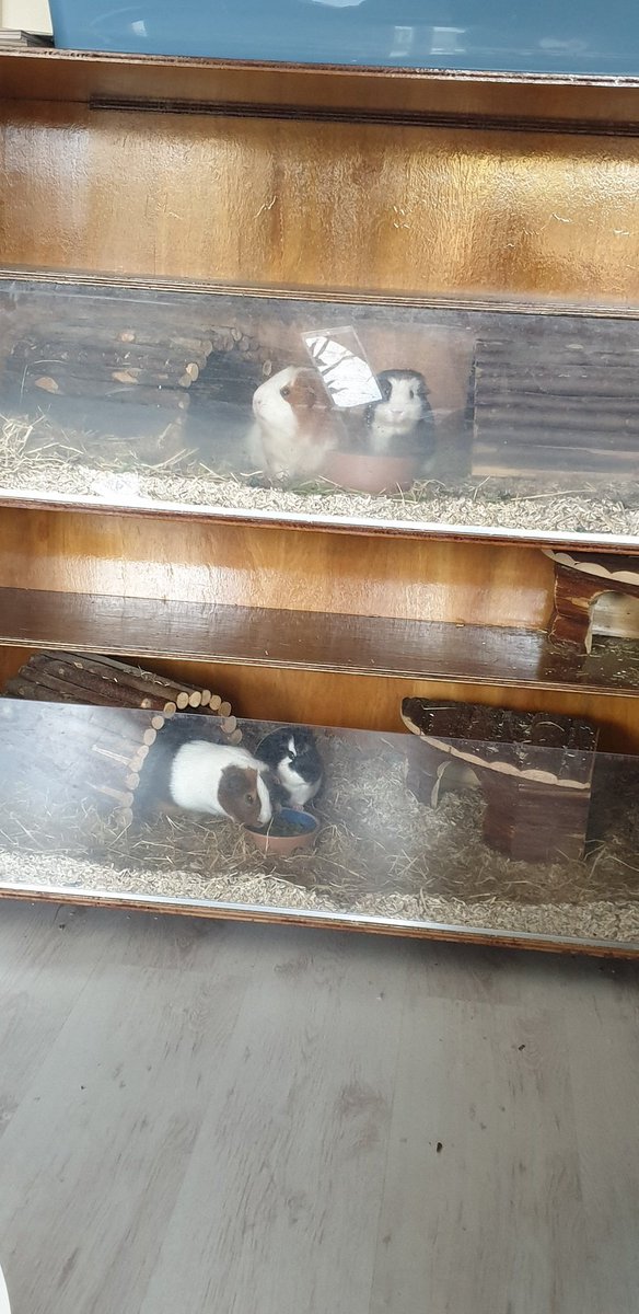 KIMBERLIEJ_'s tweet photo. @sophdoeslife 4 happy guinea piggies 😄 they make me smile every day, so hopefully they make you smile as well 😘 https://t.co/eHdKCA5P6a