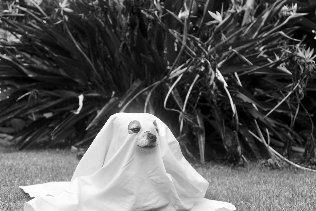 Lily really had to go through it for these pics #HappyHalloween #ChihuahuaFanClub #ghostphotoshoot