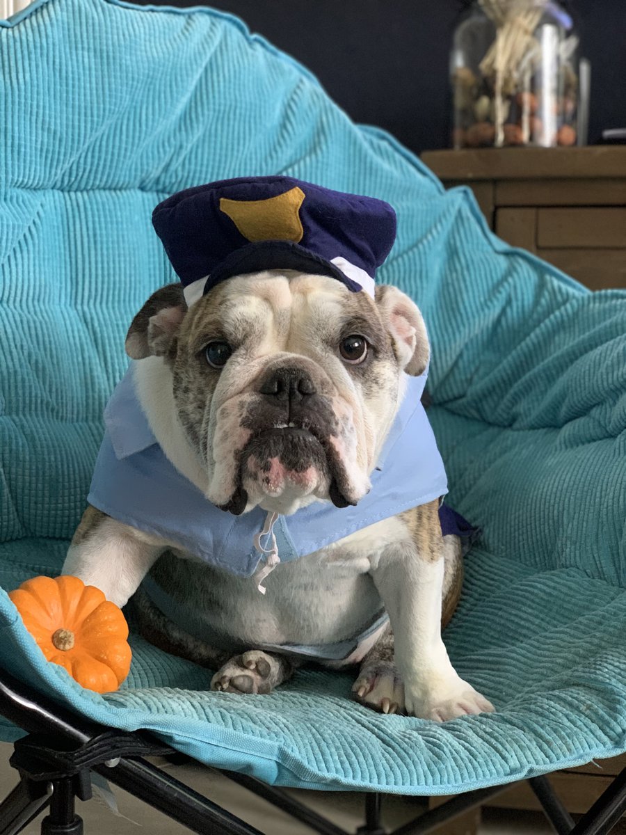 AnglerMasked's tweet image. What up Fam? Happy Halloween to all my furry friends! 🐶Love, Sheriff Sweetie! #Bulldogs #Halloween2020 #BulldogPride #dogsoftwitter