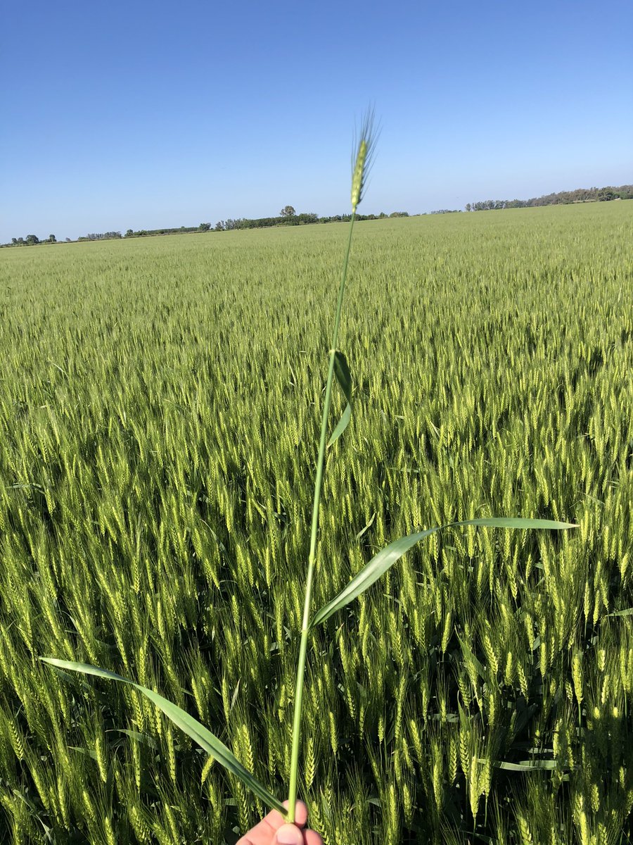 GlimaxArg's tweet photo. Modulo #yieldhunter con @plexagro
620 espigas por metro cuadrado para el baguette 620
Excelente sanidad
Hermoso día.... que llenar granos! https://t.co/fN75p2S61S