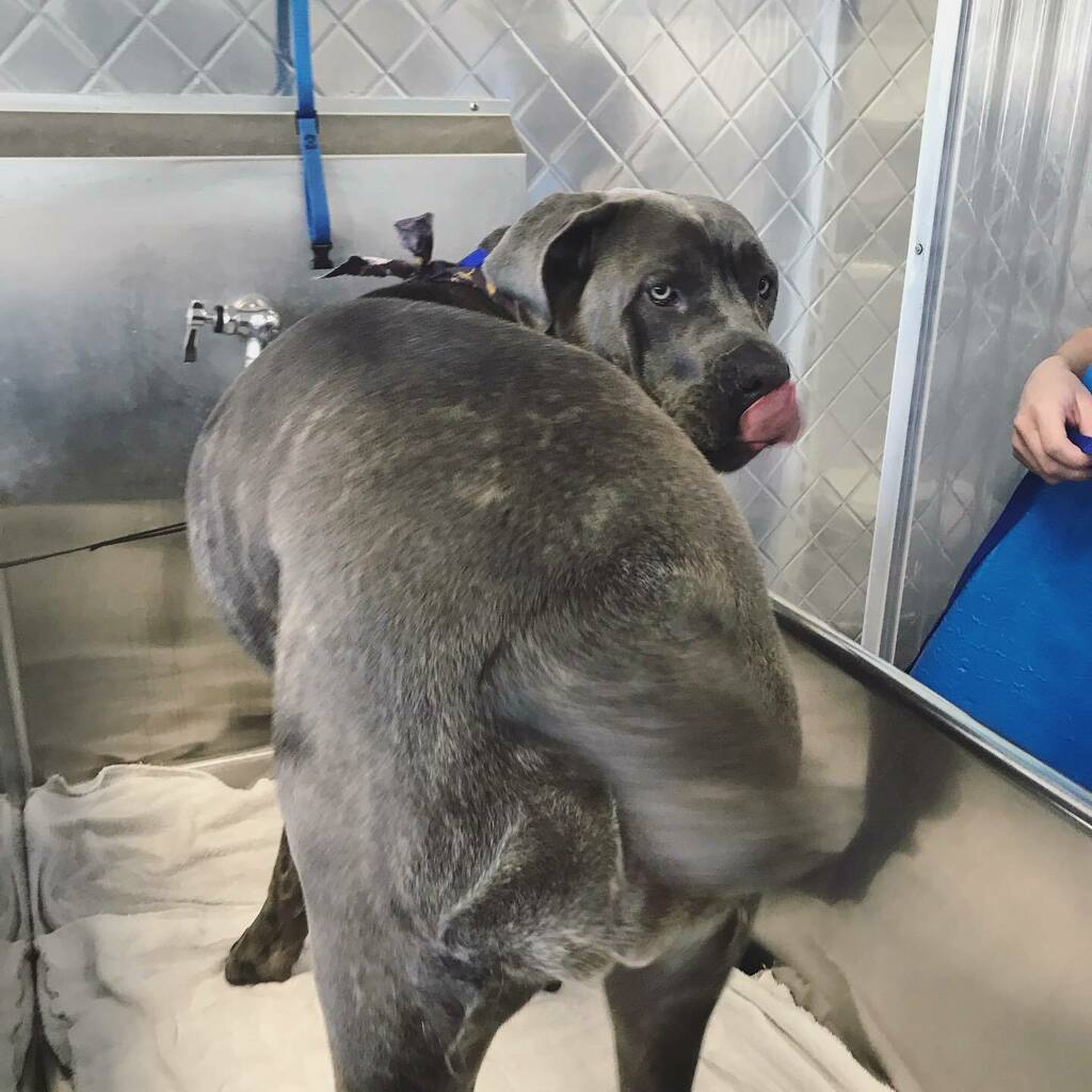 topdogwash_SD's tweet photo. Sweet Jolene showing off all her good angles! You don’t need a costume when you are this cute. #spookypuppies #canecorso #puppiesinthetub #dirtymuttsdrivemenuts #dogsofadamsave #topdogwashandgroom https://t.co/kRS3GVLi5E