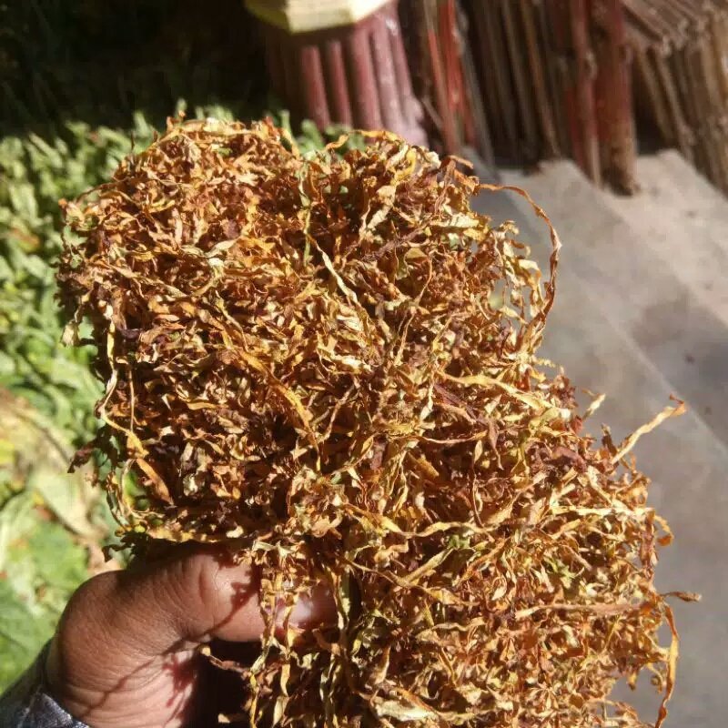 rollintobacco's tweet photo. Pagi2 #tengwe #lamsi #dukuhseman https://t.co/SlP5ClknCi