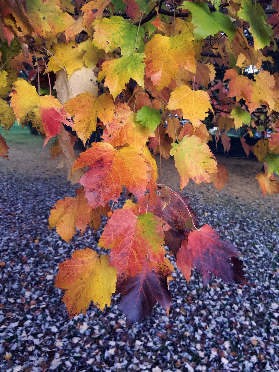 SPhilkill's tweet image. Autumn in the east is magical