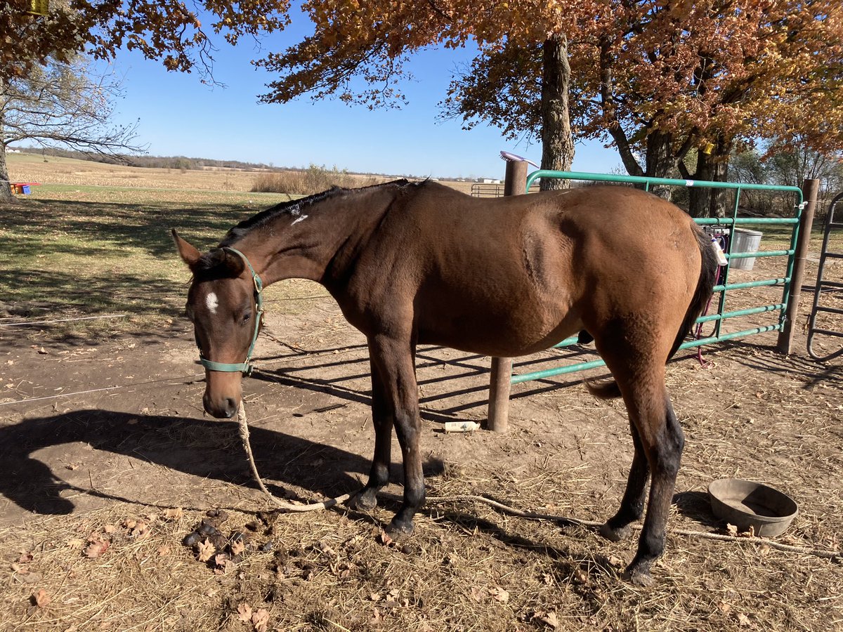 comarah_stables's tweet photo. Happy Halloween from Zaine! #AllHallowsEve #SaturdayVibes #ArabianHorse https://t.co/duj3F1siME