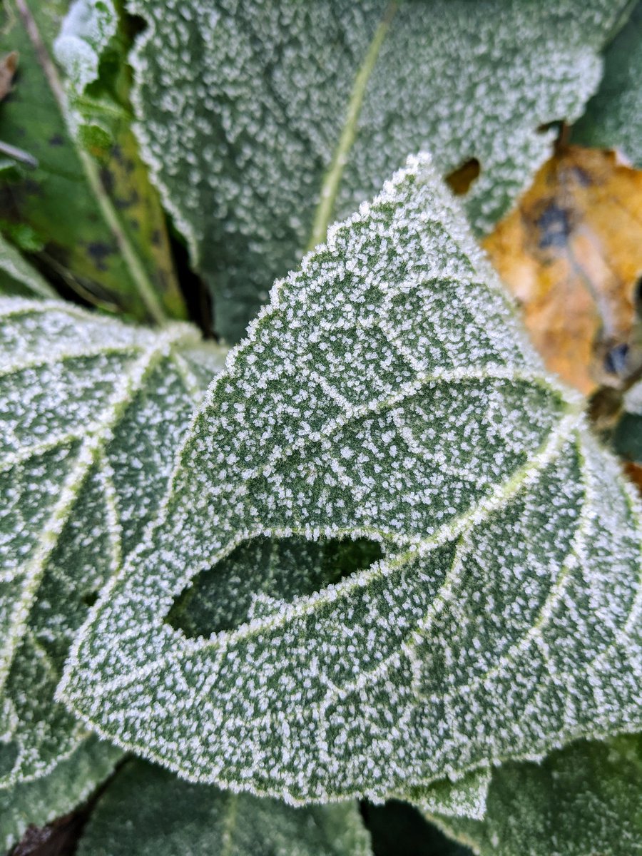Plant of the day: mullein (Verbascum thapsus) takes a bow. The first hard frost, the full moon, everything is going to sleep but these plants will wait through winter and the last spring snow to flower in the summer sun. Those who live in our dreams, in centuries past, feel close