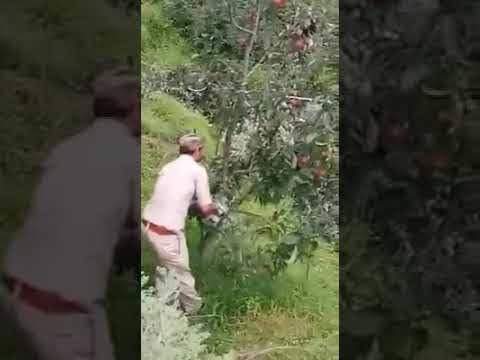 AfAysh's tweet photo. @cjwerleman And same is going on in Indian Occupied Kashmir, where Indian forces r cutting apple trees to hit the besieged Kashmiris economically https://t.co/DwkZntSUgh