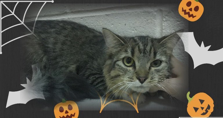 OroValleyPD's tweet photo. This cat was found around La Canada &amp; Moore. Poor thing was stuck in a car engine compartment, friendly but her claws still work! 
If you recognize this feline ￼call PD 229-4900 ask for the officer who has all the bandages on her arms! #foundkitty #LookingForMyOwner #OrovalleyPd https://t.co/nwZwVfDVOP