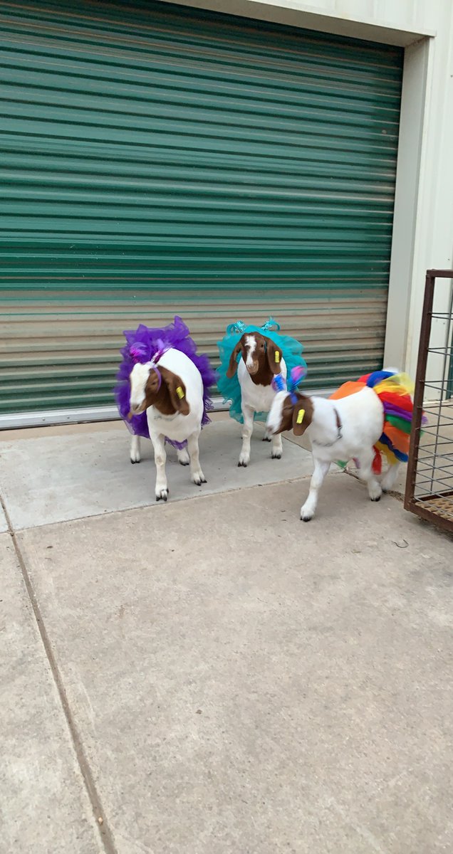 LanierFFA's tweet photo. Congrats to our Pet Costume contest winners! In 1st place we have "The Dancing Goats!"., in 2nd place we have " Wonder Woman" and in 3rd place we have "Best Friends!" Thank you fo everyone who contributed!!! 

Happy Halloween everybody!
@navarro_vikings @AISD_CTE https://t.co/8kQq7lJHVQ