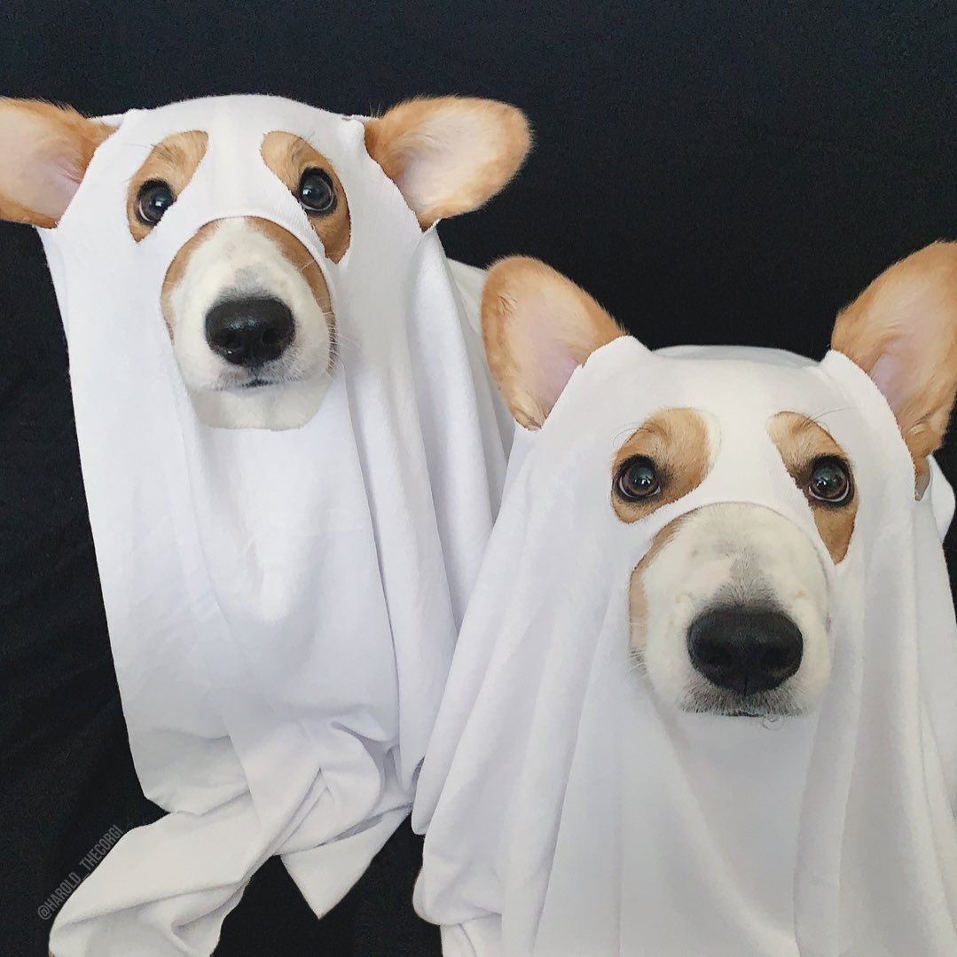 corgi ghost costume