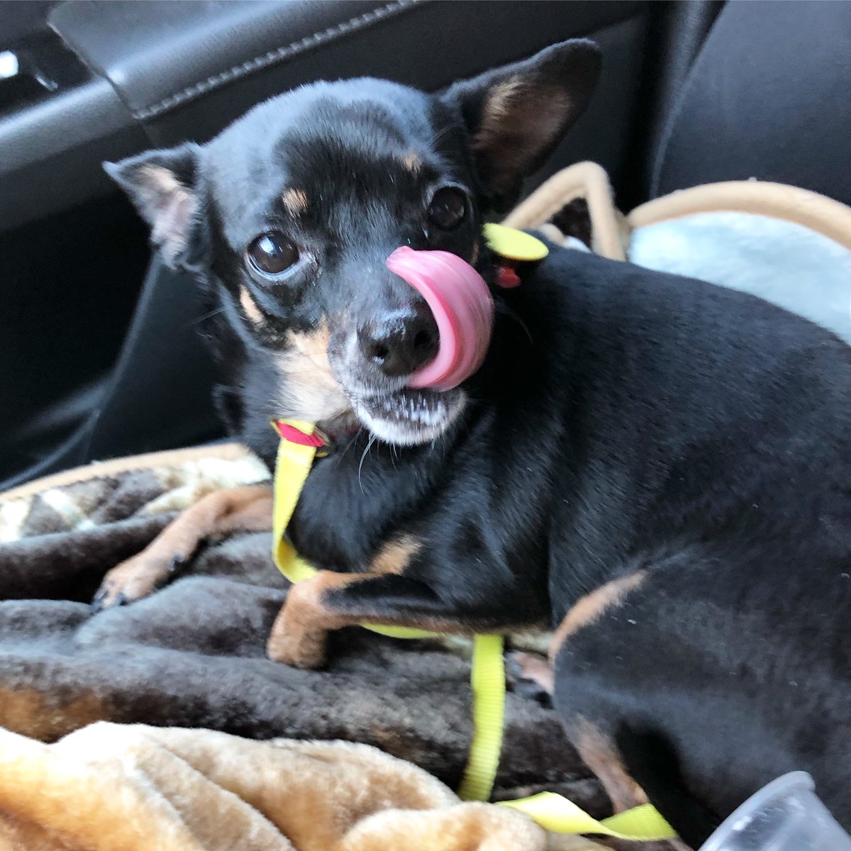 MavisBeacon10's tweet photo. Yummy #dogslife https://t.co/QUqjgrDaBT