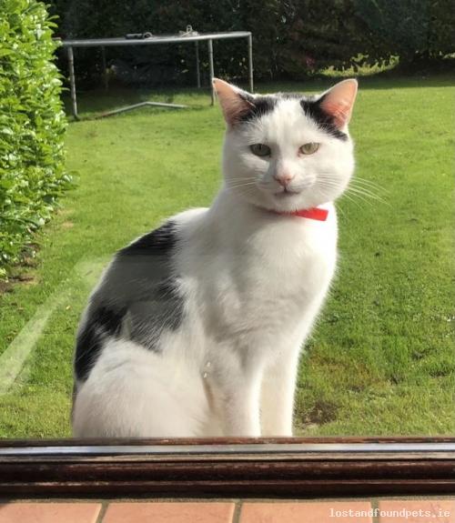 lostfoundpets's tweet photo. Male cat lost on 25/10/2020 in The local area, #Commons Road - https://t.co/T72199uFxg #lpie https://t.co/WVt7eZmbSf