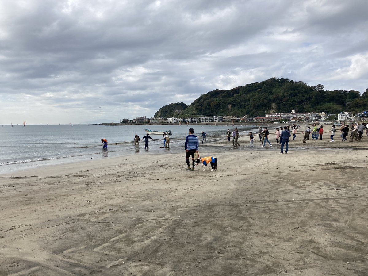 jstbar's tweet image. おはよう☺︎☺︎
坂ノ下で地引網。
サカタザメとアイゴは捨てられ…
#beach #walking #nosurf #love &amp;amp; #peace  #yuigahama #kamakura