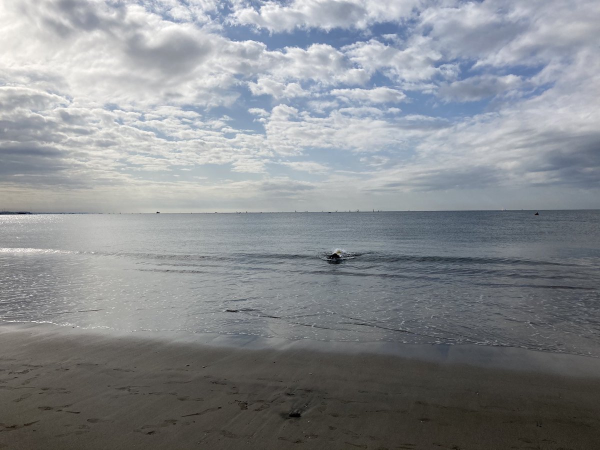jstbar's tweet image. おはよう☺︎☺︎
坂ノ下で地引網。
サカタザメとアイゴは捨てられ…
#beach #walking #nosurf #love &amp;amp; #peace  #yuigahama #kamakura