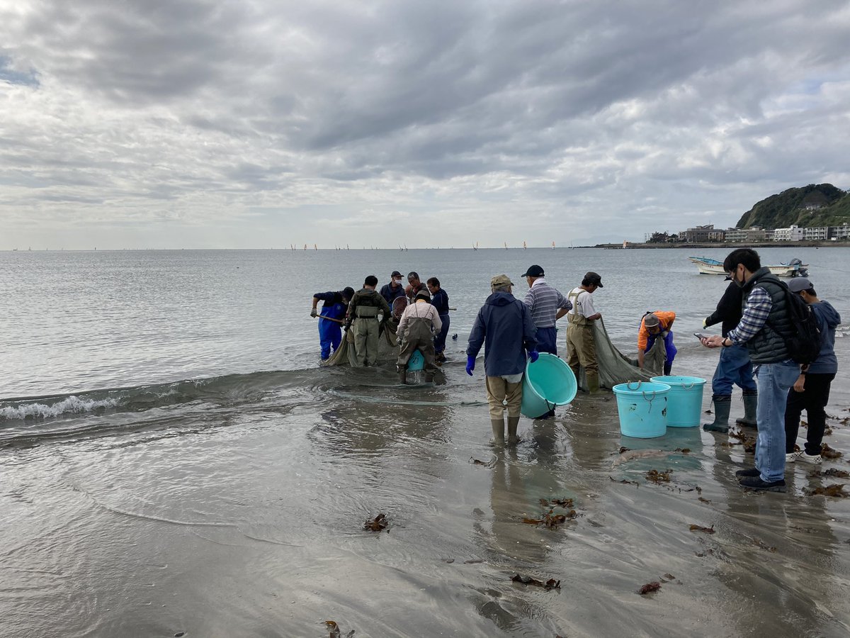 jstbar's tweet image. おはよう☺︎☺︎
坂ノ下で地引網。
サカタザメとアイゴは捨てられ…
#beach #walking #nosurf #love &amp;amp; #peace  #yuigahama #kamakura