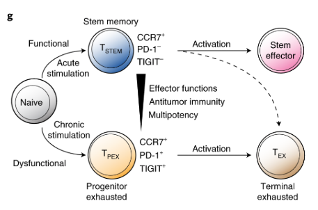 mmw_lmw's tweet photo. #Stem_Like CD8+ #Memory_T_cell Progenitors | Two subsets with distinct fate commitments in humans | Enrico Lugli @HumanitasMilano @NatImmunol https://t.co/zEPnnBXquR | #2020_ReCapOct https://t.co/Gv4wq8DZBw