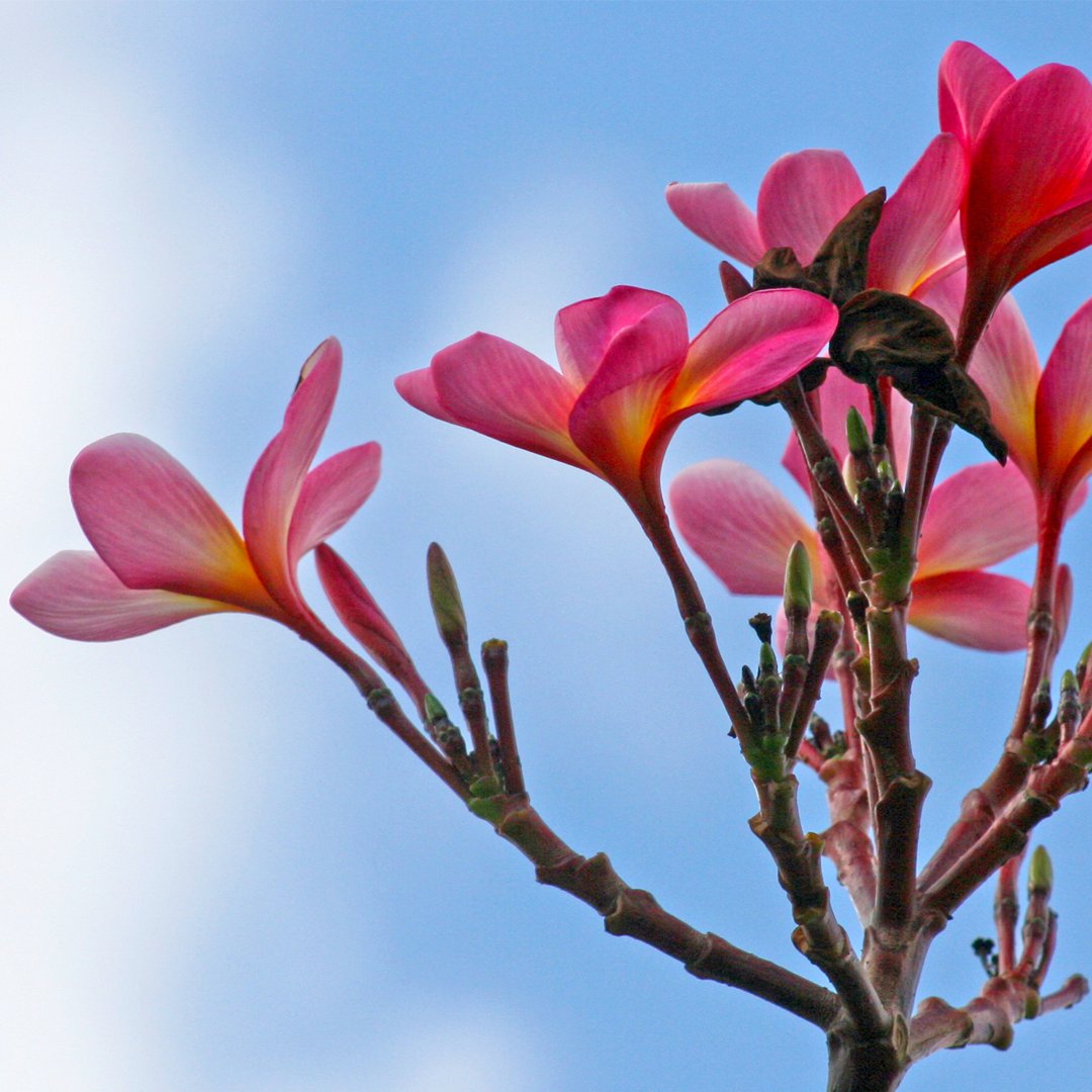 la_bouture's tweet photo. Day 30 #Plumeria #labouturemtl

I think what struck me the most in Bali were the offerings made up of flowers. It's beautiful, we see frangipani flowers on every street corner.

#flowers #papercrafts #homedecor #bali #balinese https://t.co/ForL5ZWP6O