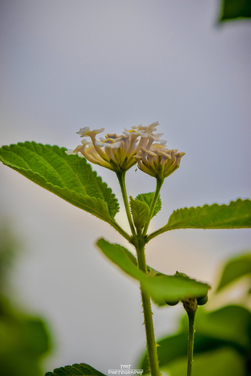 adeegbebukunmi's tweet photo. Wallpaper Worthy Pictures. @Photoshop & @Lightroom 🎨
If you're making any of these your wallpaper. Screenshot let me see what it looks like on your phone, please.
#BlueSky #BeautifulPlant #RockView #AestheticNature #TMTPhotography https://t.co/bqRpX4SBgx