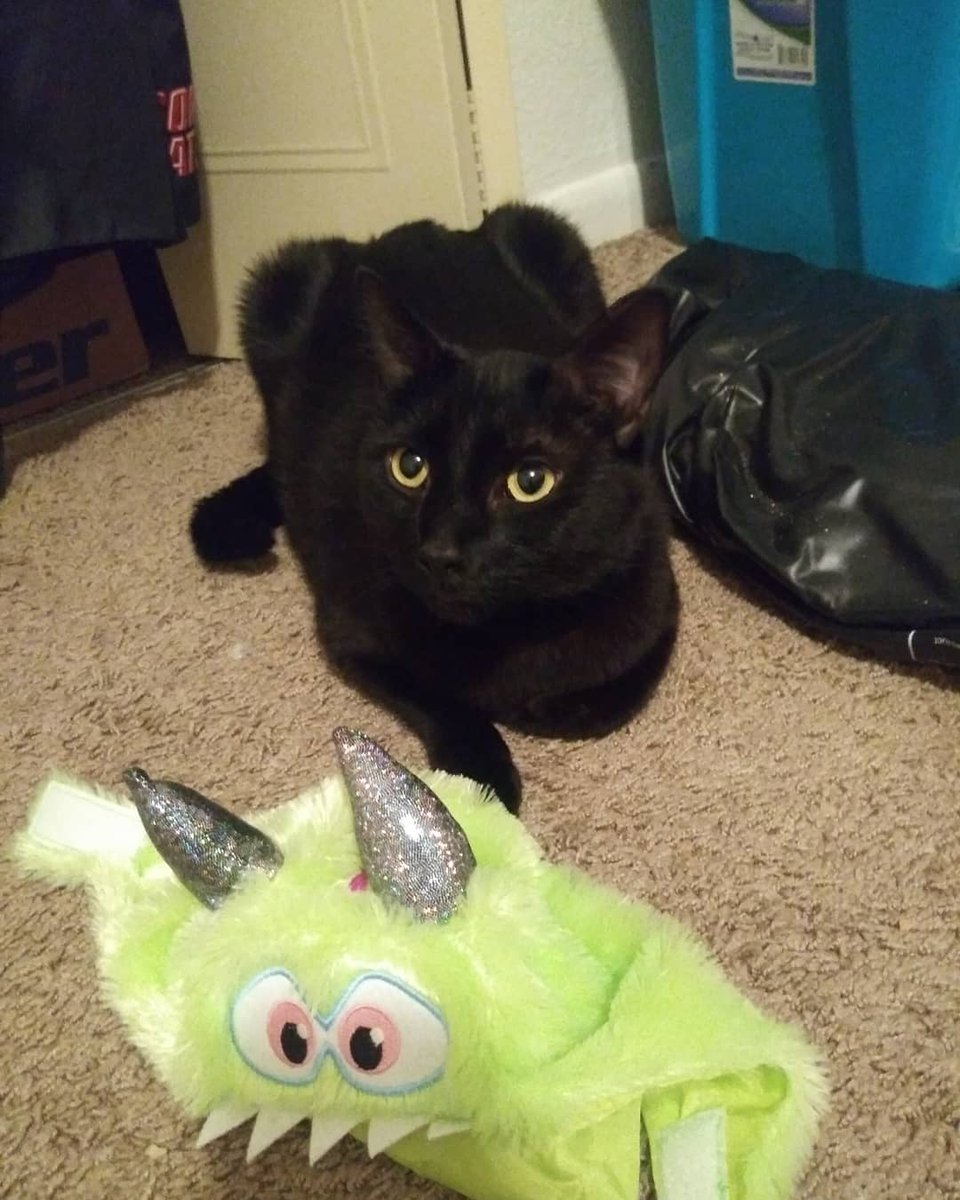 katiebethbug's tweet photo. Hi, yes. Please show me your pets in costumes. Here are Minnie &amp; Toothless. (Minnie cooperating and Toothless...not.)
#CatsOfTwitter #PetsofHalloween https://t.co/VVPzFKdou2