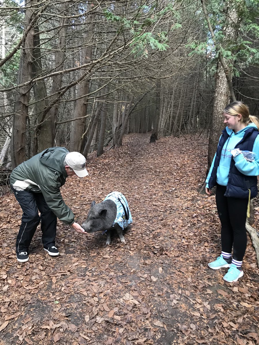 stanewing's tweet photo. It’s not every day when out for a stroll in the woods, that you meet up with someone out taking their pig for a walk! #Babe https://t.co/K9IfL8WzEC