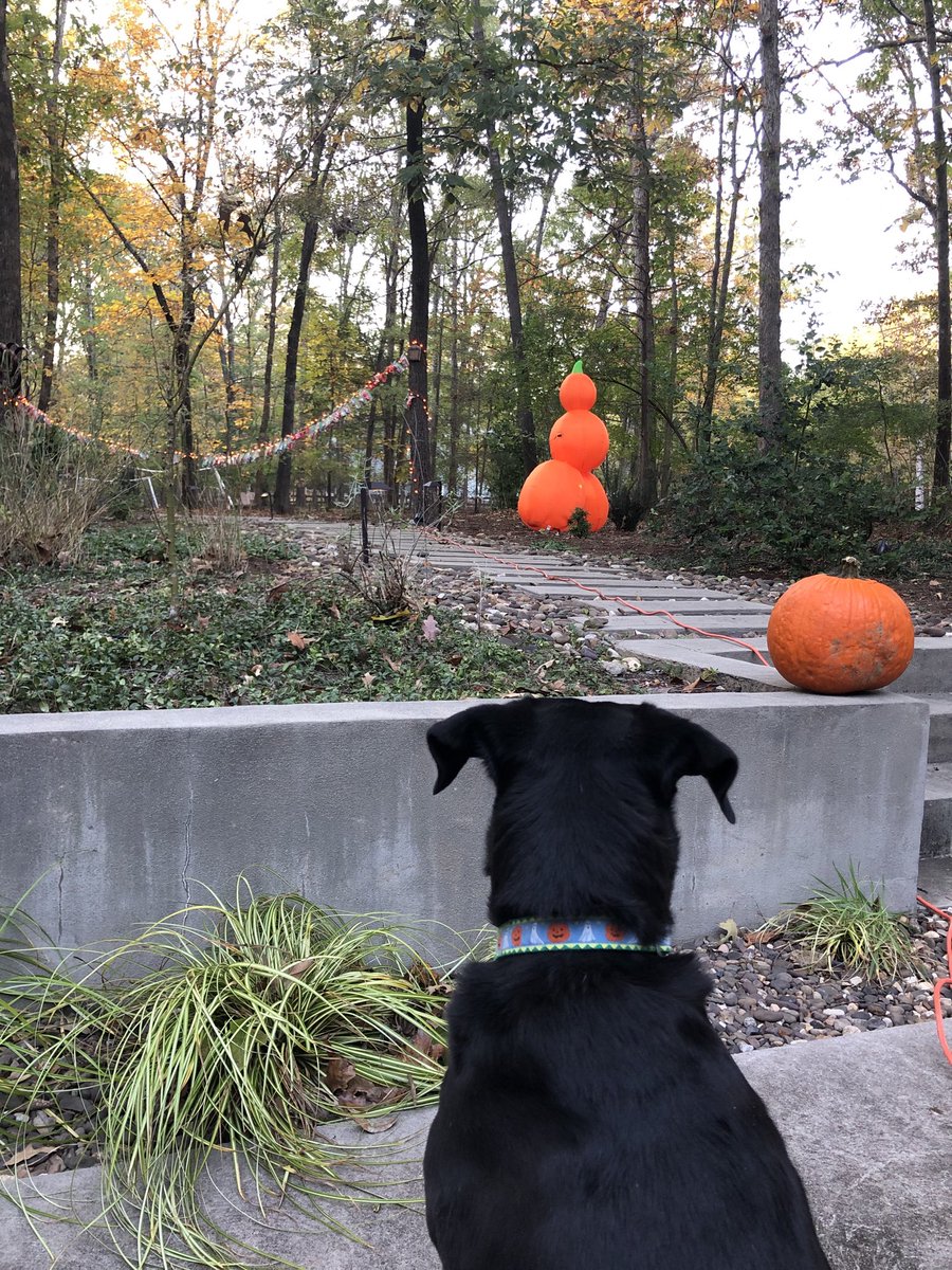 Lucy is very excited to greet trick or treaters from a distance