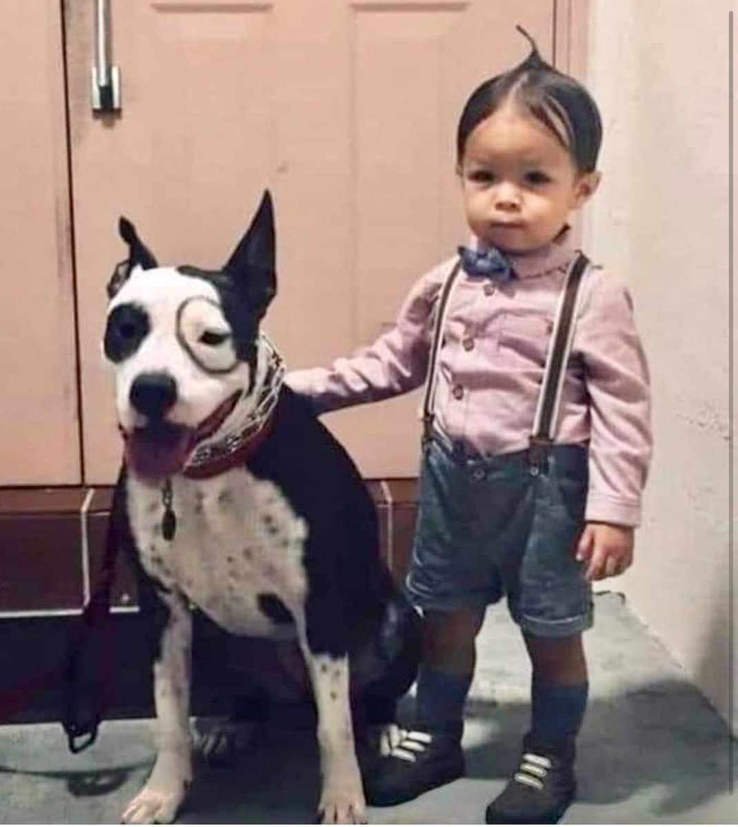 Save A Pet USA tweet media