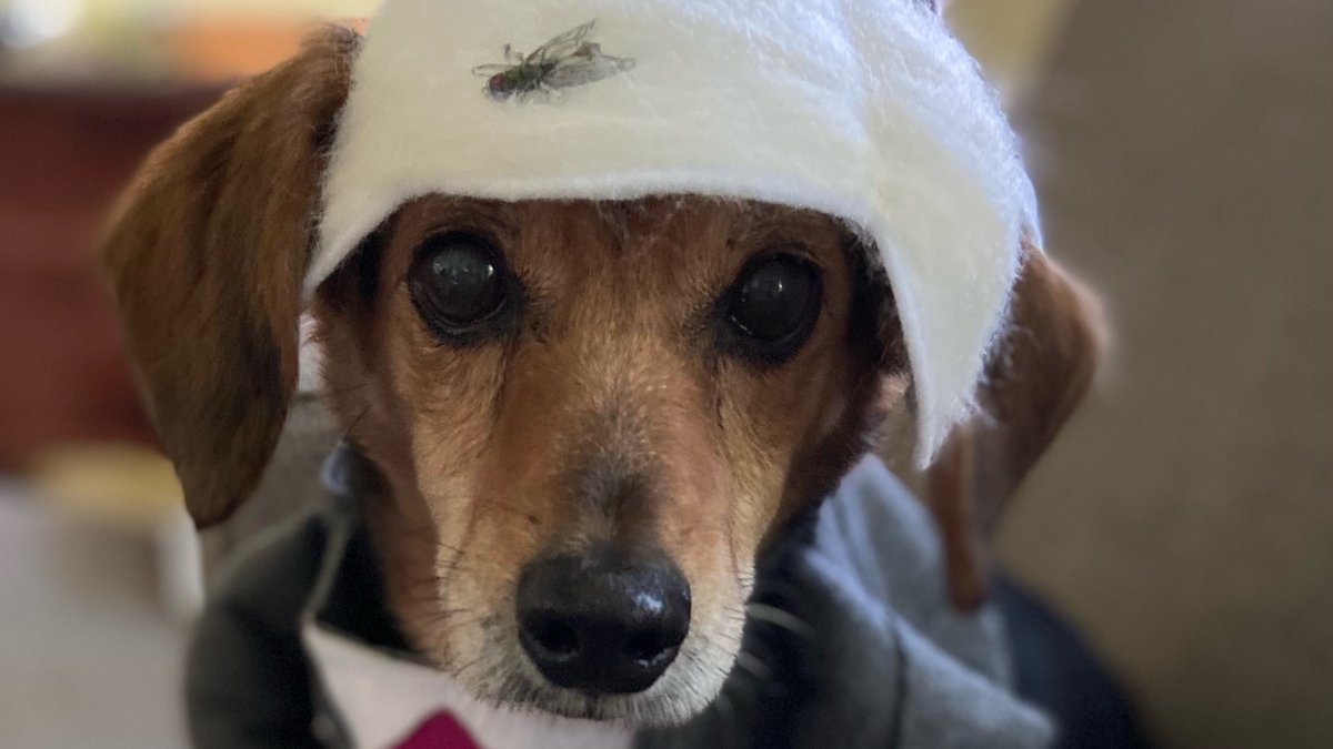 RevPeterCook's tweet photo. Ruby, dressed for Halloween, would have loved to attend your rally. She already voted for you, Joe, along with her owners. https://t.co/9lgF7R5mFn