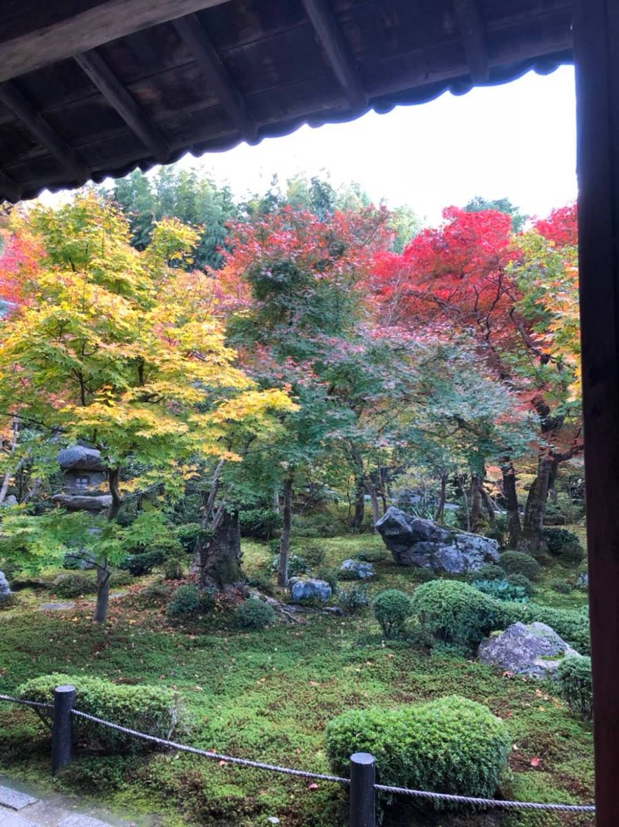 SAY2316's tweet photo. おはようございます😄

11月1日日曜日☀️12℃

まもなく関西でも見頃を迎える

紅葉が楽しみな時期になりました🍁

みなさま素敵な日曜をお過ごし下さい🍀

今月もよろしくお願いします🙇 https://t.co/OCBd8I8oRV