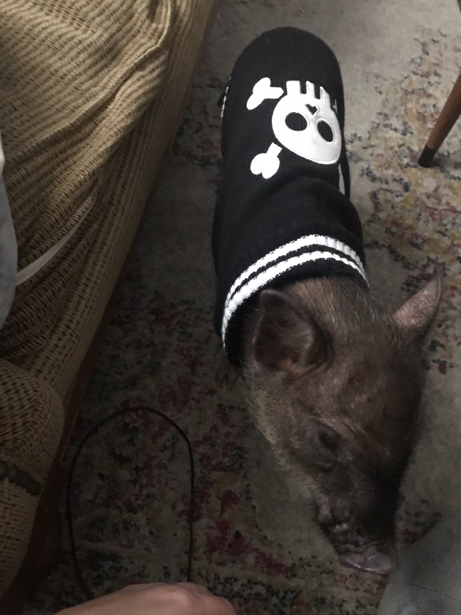 RyanneChisholm's tweet image. Somebody is having a pretty great cute Halloween! #minipiglife #minipigmom #Halloween2020 #briscotheminipig