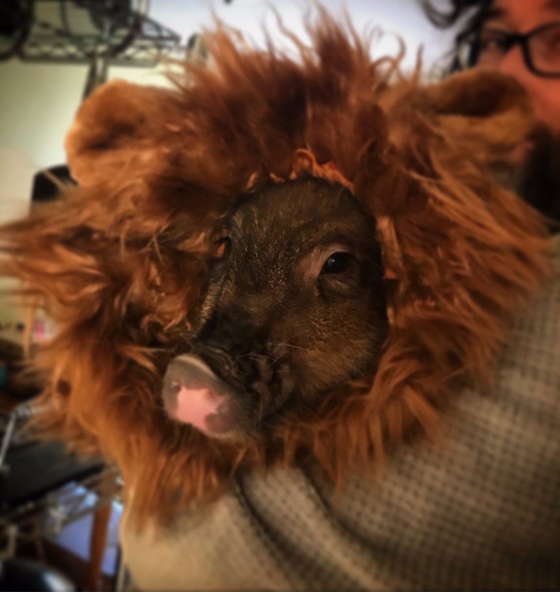 RyanneChisholm's tweet image. Somebody is having a pretty great cute Halloween! #minipiglife #minipigmom #Halloween2020 #briscotheminipig