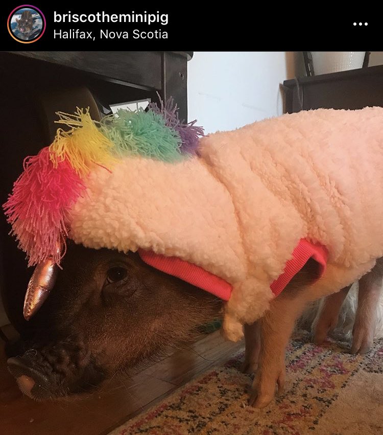 RyanneChisholm's tweet image. Somebody is having a pretty great cute Halloween! #minipiglife #minipigmom #Halloween2020 #briscotheminipig