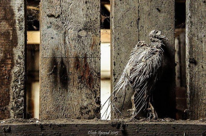 a_london_pigeon's tweet photo. #Halloween
📷 @GlauqueLand [#Feb2015 https://t.co/4I9wWYw4oZ