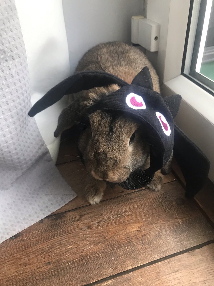 charrobbo0's tweet photo. @mschakraverty Our bunny as a bat x https://t.co/0Src6VdetS