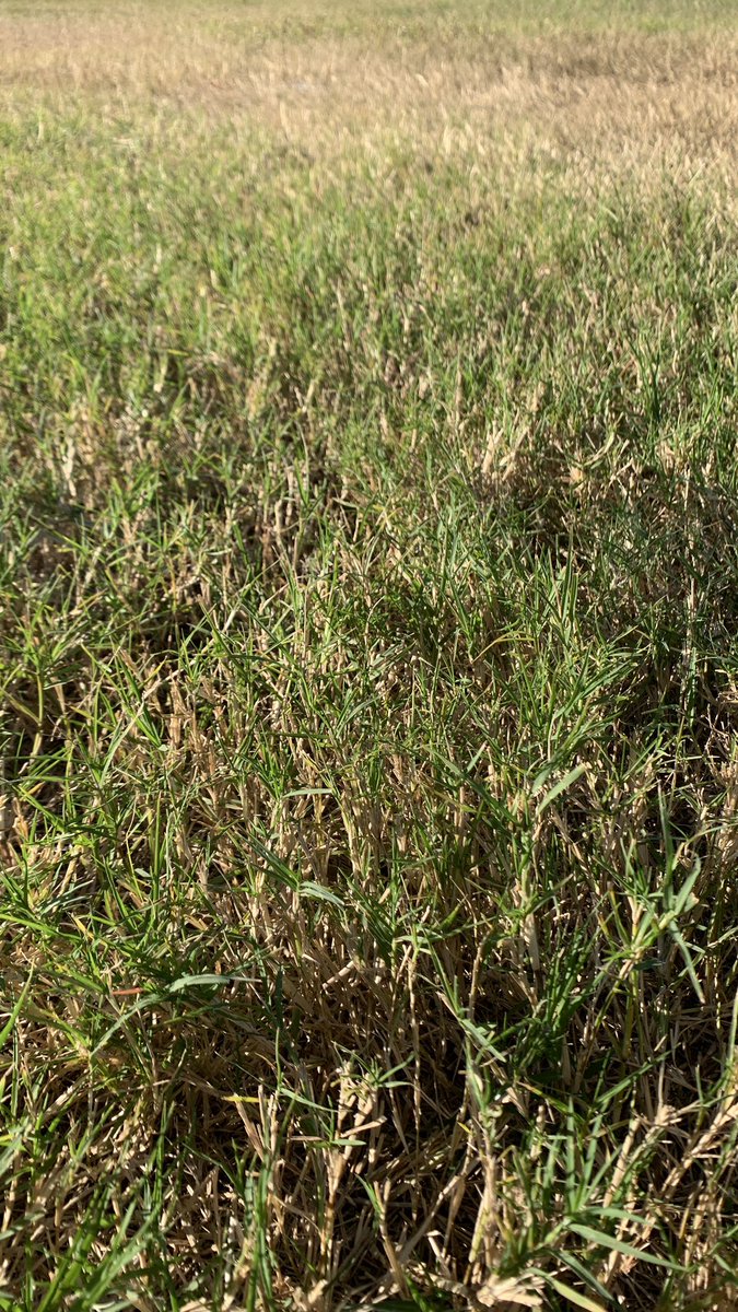 HinodanIs's tweet photo. Beautiful day, just sit in the grass, see wonderful nature &amp; bird view, reading my book while listening a classical music playlist 😊📖🌱 #NaturePhotography #NatureView #BirdView #ReadingMyBook #ClassicalMusic https://t.co/DkY5sQh9iU