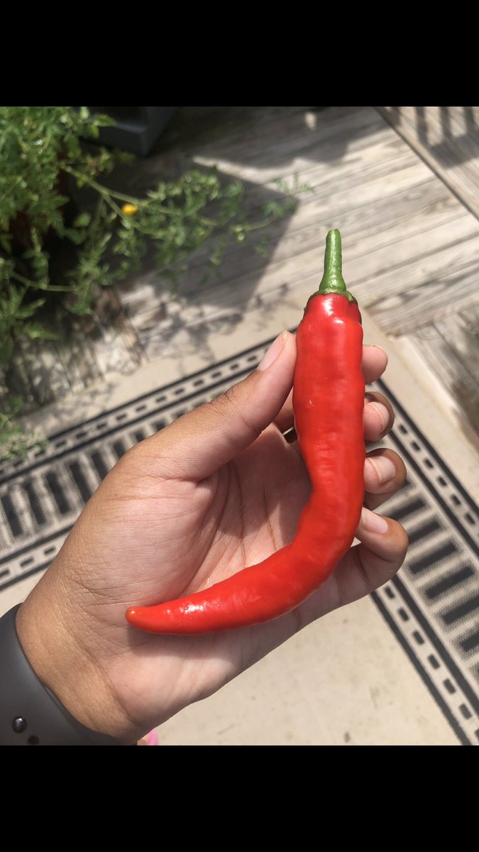 Gardening thread! If you are interested in growing your own fruits and veggies, take a look at this thread to learn some tips from a new gardener!! Feel free to share this thread to encourage your friends to try something new! It’s seriously so much fun!!