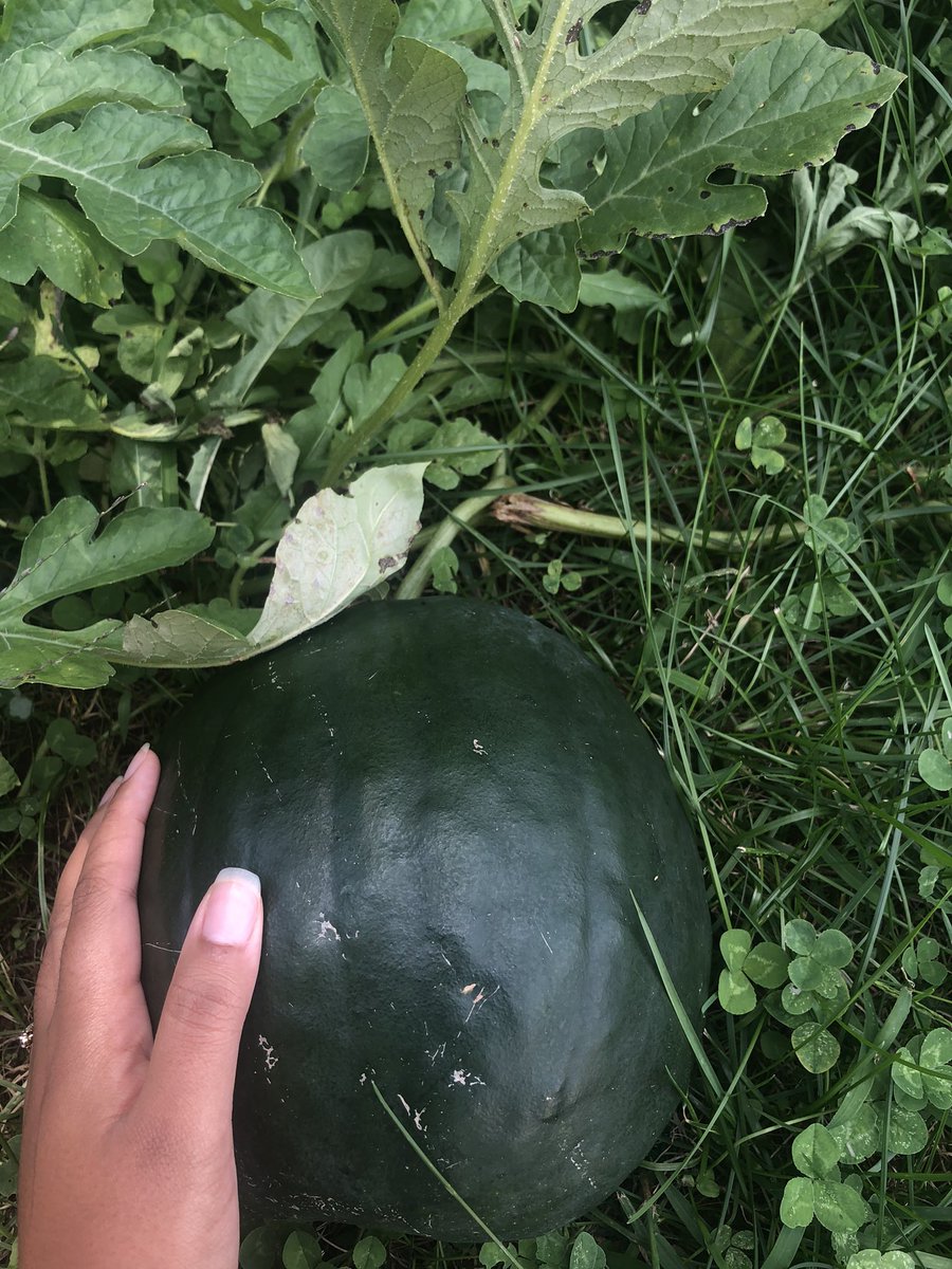 Gardening thread! If you are interested in growing your own fruits and veggies, take a look at this thread to learn some tips from a new gardener!! Feel free to share this thread to encourage your friends to try something new! It’s seriously so much fun!!