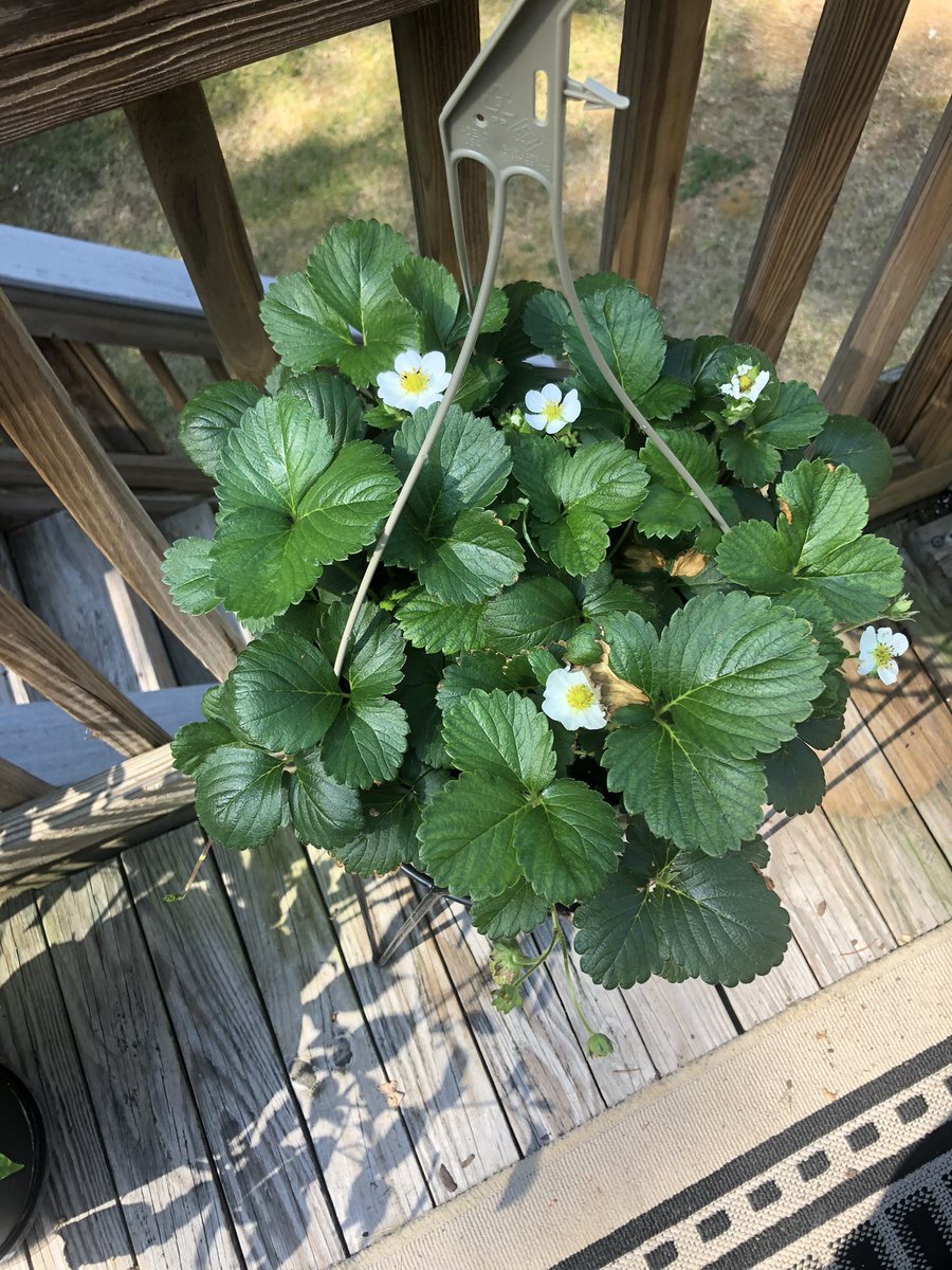 Gardening thread! If you are interested in growing your own fruits and veggies, take a look at this thread to learn some tips from a new gardener!! Feel free to share this thread to encourage your friends to try something new! It’s seriously so much fun!!