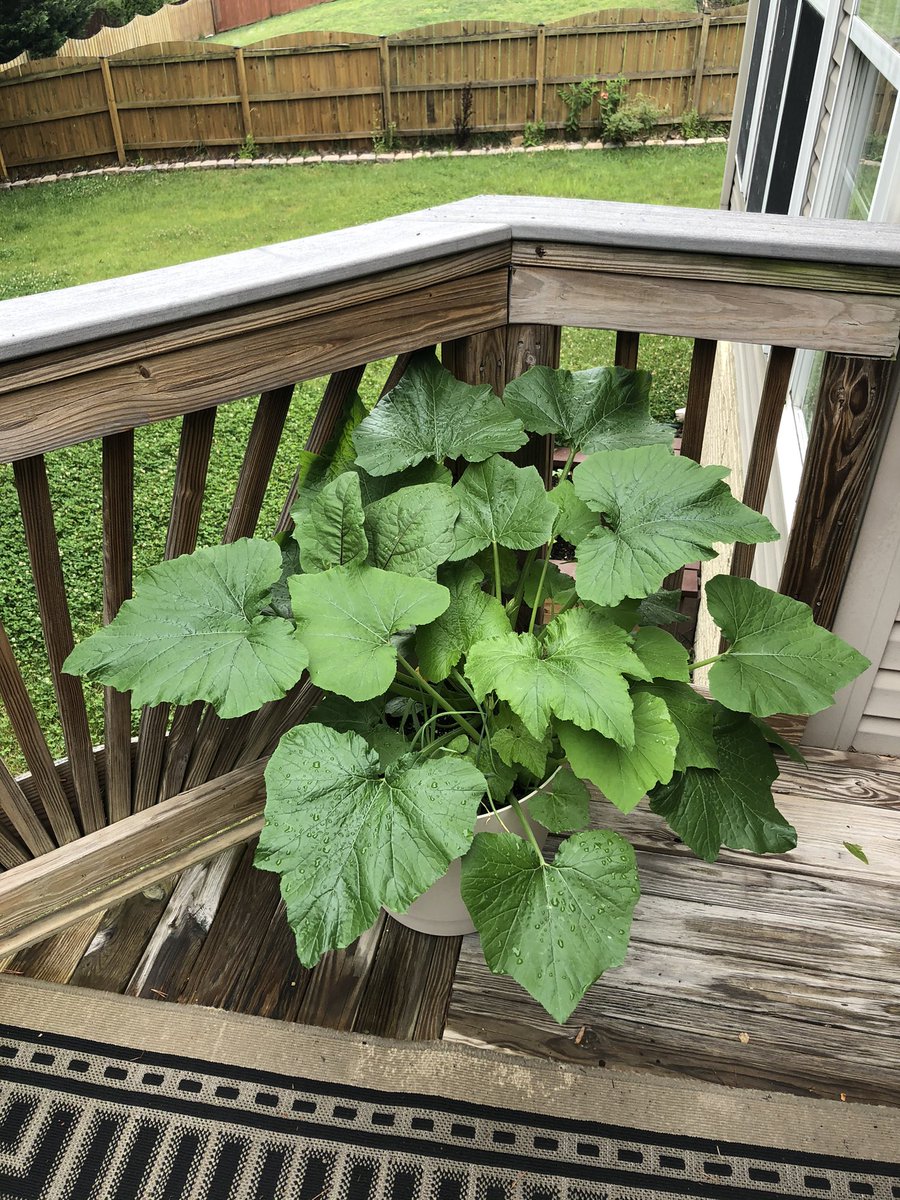 Gardening thread! If you are interested in growing your own fruits and veggies, take a look at this thread to learn some tips from a new gardener!! Feel free to share this thread to encourage your friends to try something new! It’s seriously so much fun!!