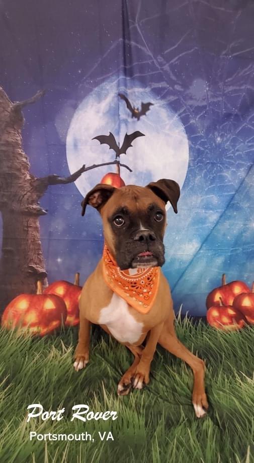 PortRover's tweet photo. Part 1 of the Howl-O-Ween Pics !!!   More to come !! 
Tomorrow is THE NOSE KNOWS !!!  Make sure to get those kids to daycare so they can sniff their way to treats and surprises !!! 
#portrover #daycaredogs #portsmouthva #howloween #doggydaycarelife #cutestdogsever https://t.co/l0BnGe7WRf