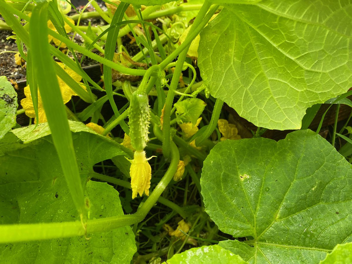 Let’s start with cucumbers. They are super easy to grow! Cucumbers are a vining plant. Vining plants need lots of space to grow so I put them in their own pot. Cucumbers grow really fast and they yield a lot of product at once.
