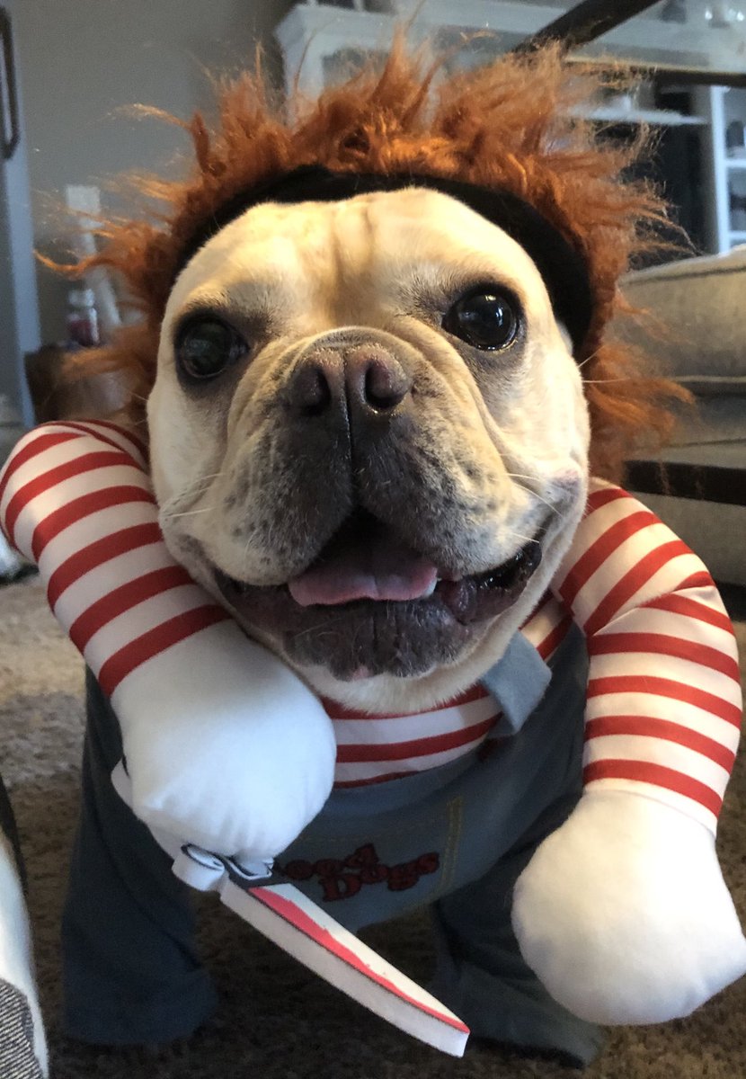 BeatzieB's tweet photo. Chuckie is here! YaYa! Happy Halloween ๐ my pups & peeps! Be careful tonight. #Halloween2020 #dogsoftwitter #frenchbulldog #Frenchies #pugs #bullbogs #dogsforbiden https://t.co/3568zMc08r