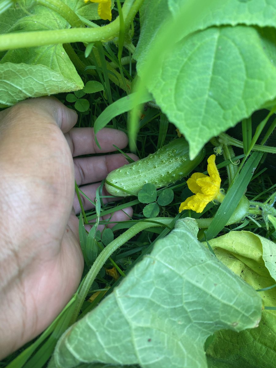 If you’re a first time gardener, cucumbers are a good start! Very low maintenance. Peep the pickles I made from my fresh cucumbers!