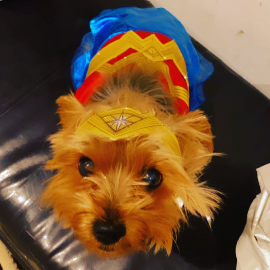 TAYSTEVENS's tweet photo. #happyhalloween from my #wonderwoman to you :) halloween #halloweencostume #halloween2020 #halloweendogs #halloweendogsofinstagram #costume #yorkie #yorkiesoftwitter https://t.co/BYxOIrWzN1