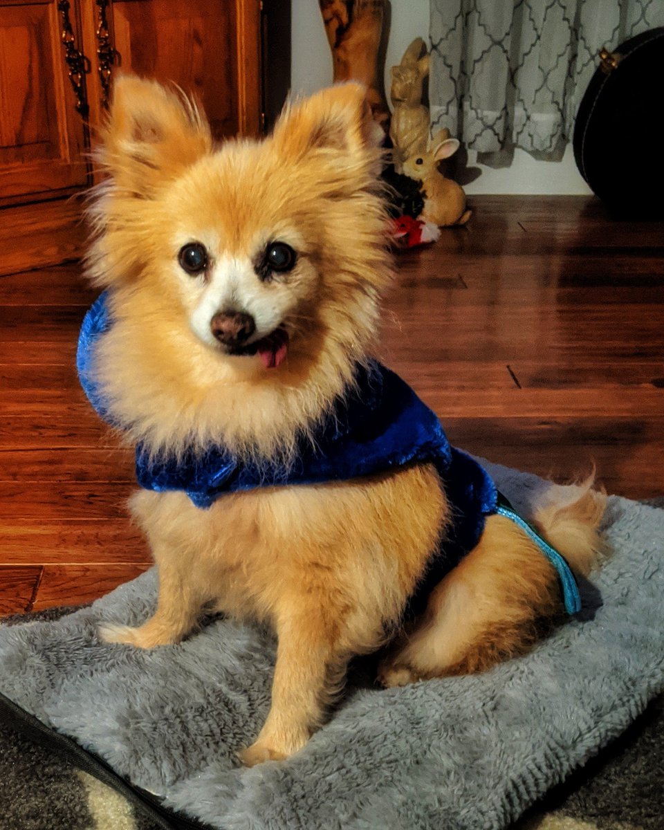 MissyTrixie's tweet photo. Trixie loved her Halloween! https://t.co/bM2I4WmvJq