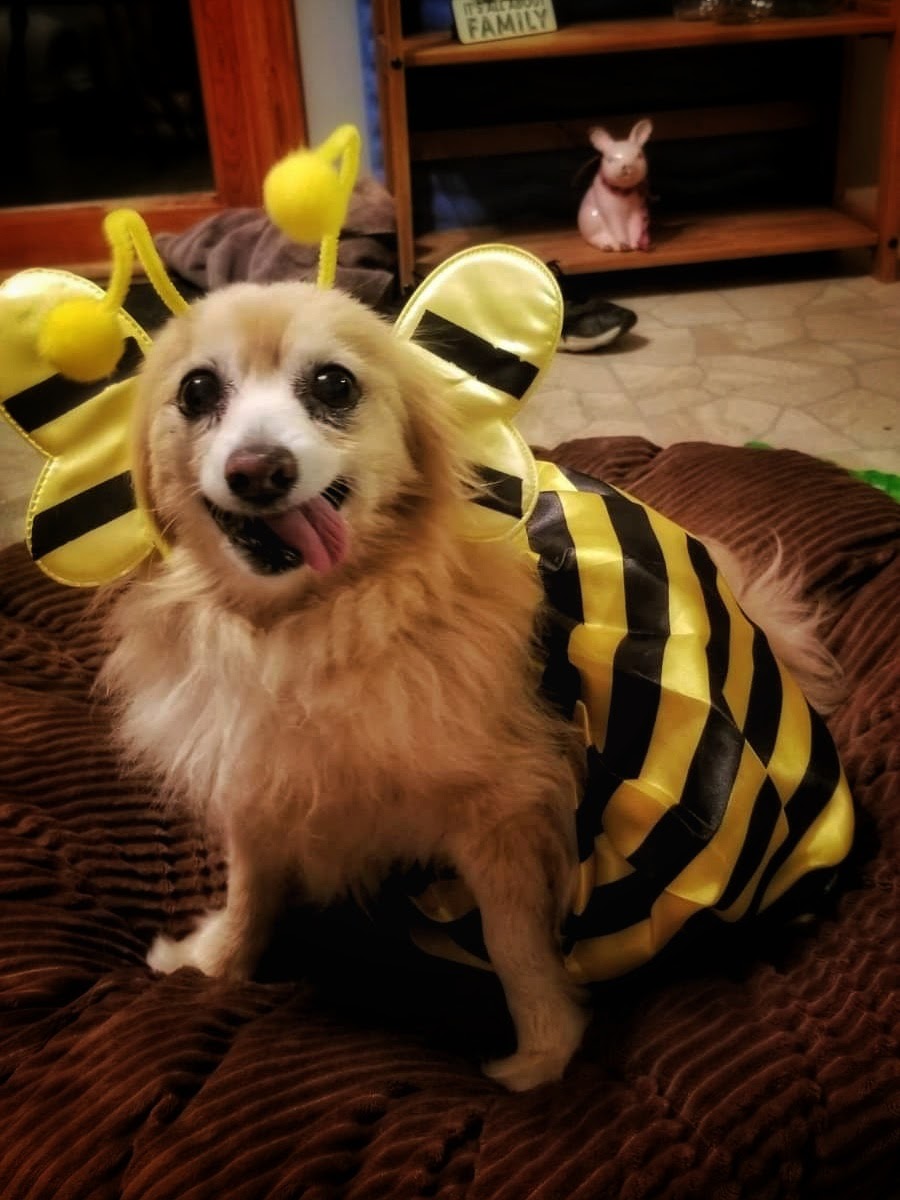 MissyTrixie's tweet photo. Trixie loved her Halloween! https://t.co/bM2I4WmvJq