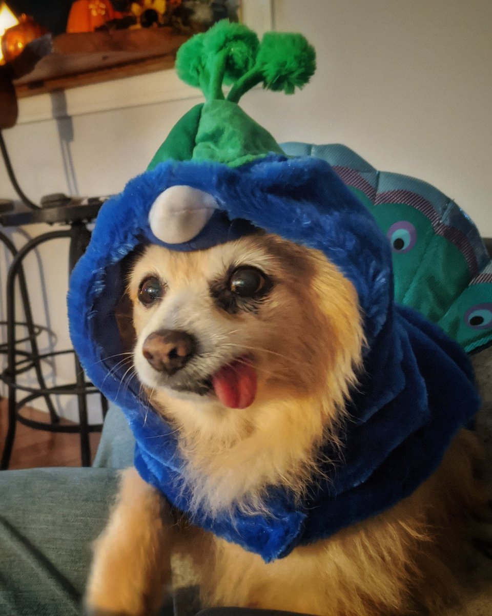 MissyTrixie's tweet photo. Trixie loved her Halloween! https://t.co/bM2I4WmvJq