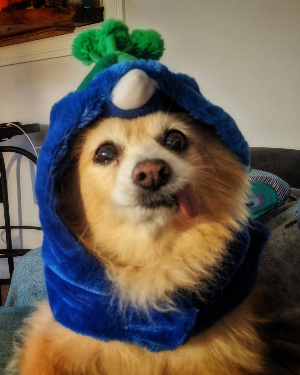 MissyTrixie's tweet photo. Trixie loved her Halloween! https://t.co/bM2I4WmvJq