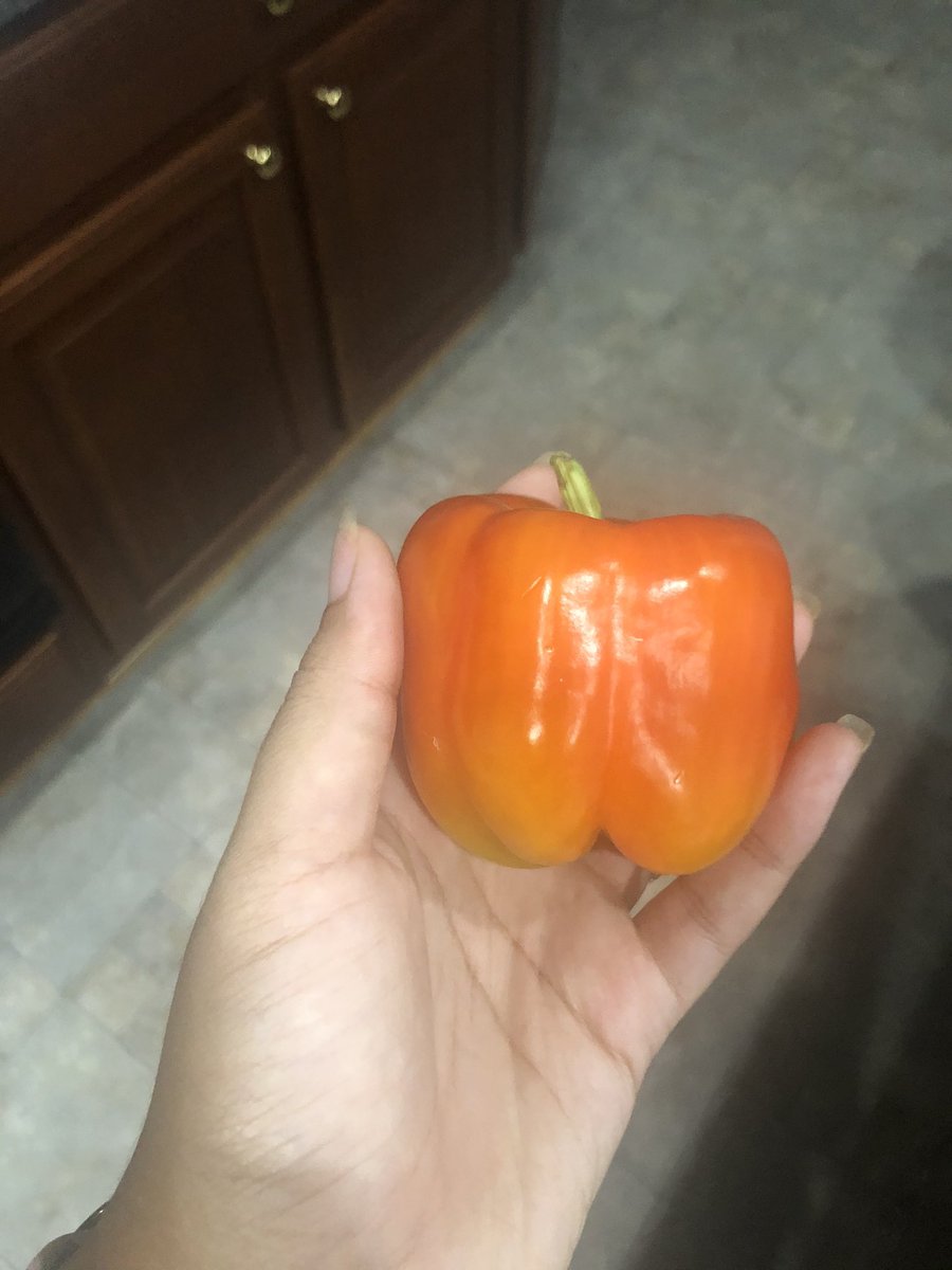 Cowhorns are the long thin peppers in the first picture and they are so good! Especially when they turn red. The longer you leave peppers on, the better they taste! Here’s some more pepper pics!!